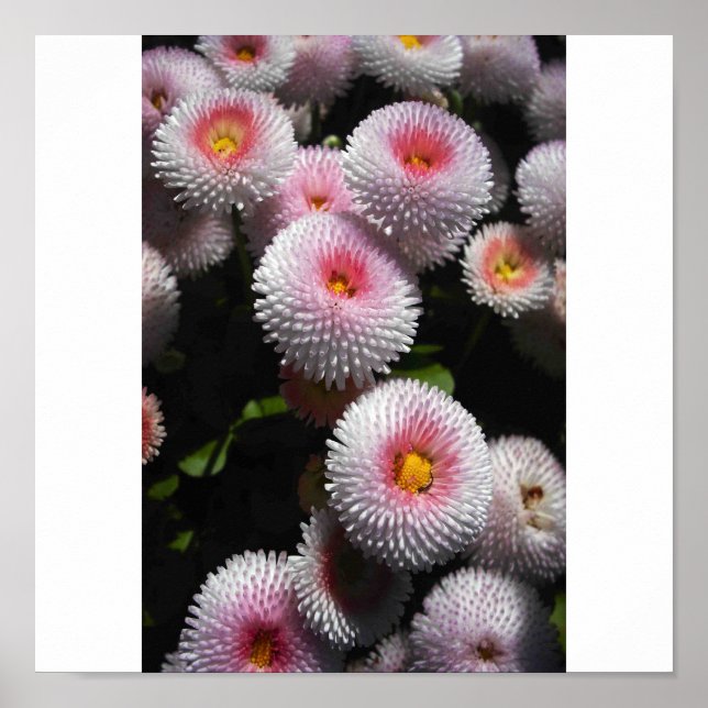 Poster boules roses (Devant)