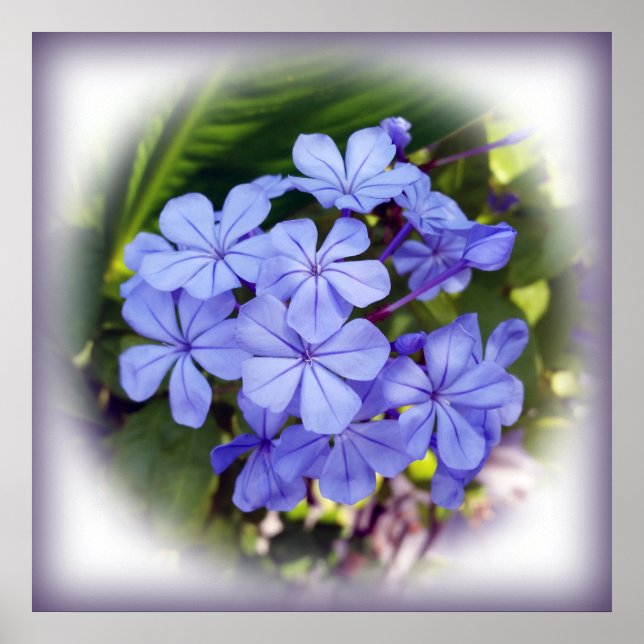 Poster bouquet bleu (Devant)