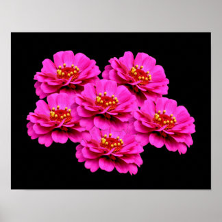 Poster Bouquet de fleurs rose Zinnia