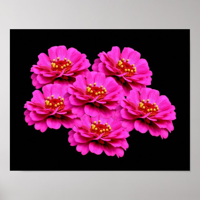 Poster Bouquet de fleurs rose Zinnia (Devant)