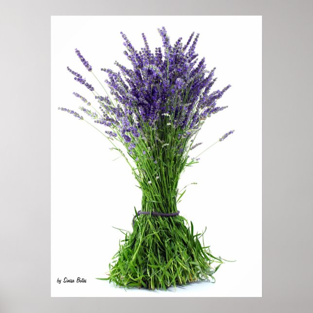Poster Bouquet de lavande (Devant)