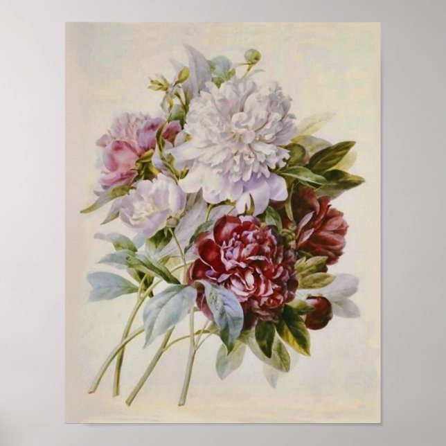 Poster Bouquet de pivoines par Pierre Redoute (Devant)