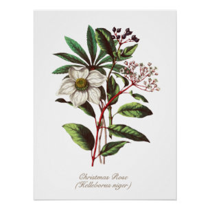 Poster Bouquet de Rose de Noël vintage Botanique Po