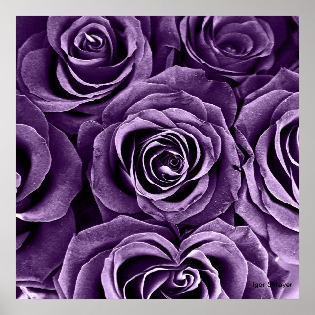 Poster Bouquet de roses en violet (Devant)