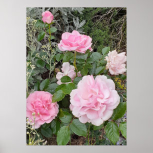 Poster Bouquet de roses roses rose rose florale jardin Ra