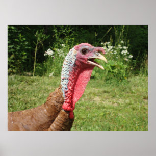 Poster Bourbon Red Turkey