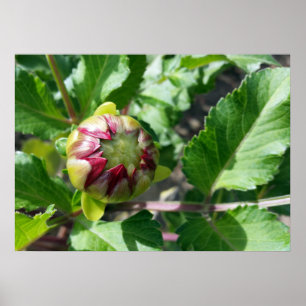 Poster bourgeon d'automne