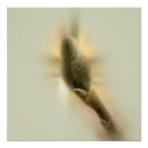 Poster bourgeon de magnolia