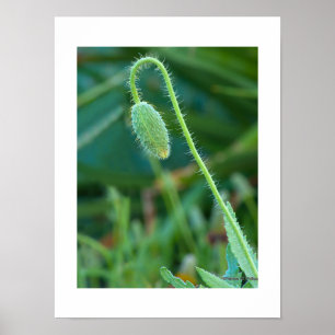 Poster Bourgeon de Pavot Vert Épineux en Cours Macro Phot