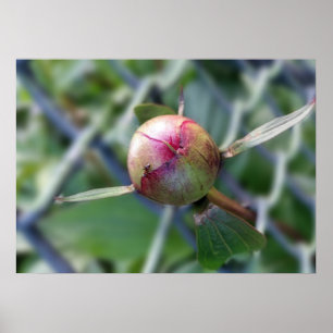Poster bourgeon de pivoine