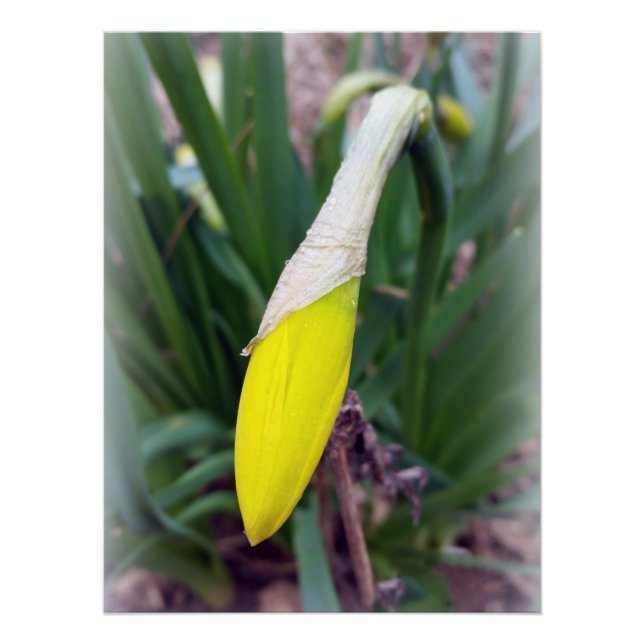 Poster bourgeon jaune (Devant)