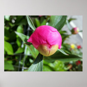 Poster bourgeon rose profond