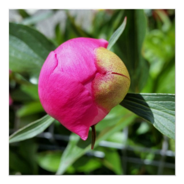 Poster bourgeon rose profond (Devant)