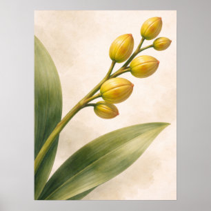 Poster Bourgeons d'orchidée Phalaenopsis jaune botanique