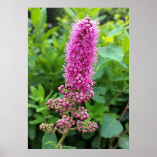 Poster bourgeons roses