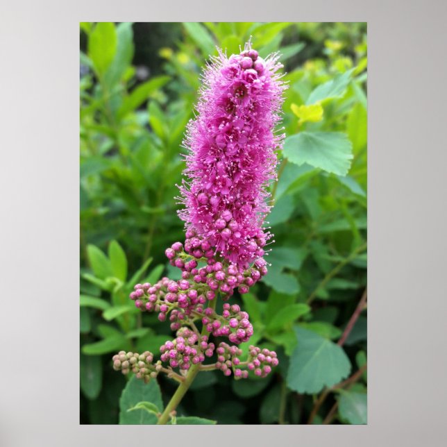 Poster bourgeons roses (Devant)