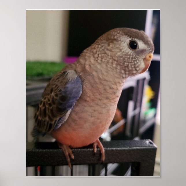 Poster Bourkes Parakeet (Devant)