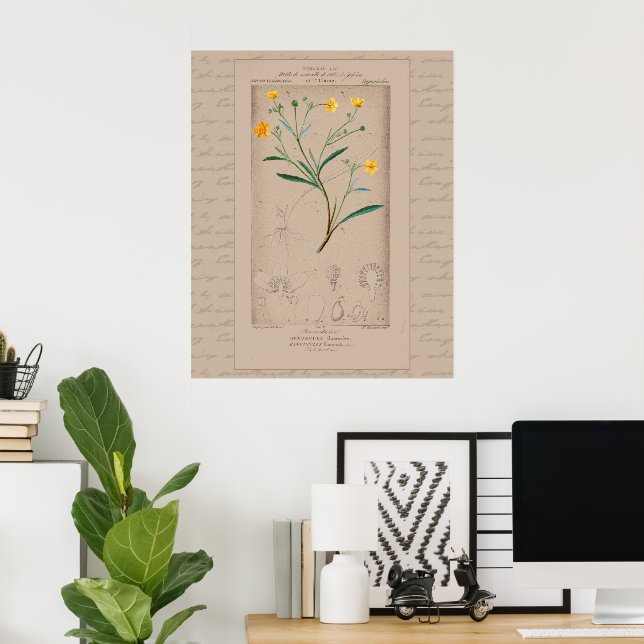 Poster Bouton d'illustration Botanique Français 24X30 (Bureau à domicile)