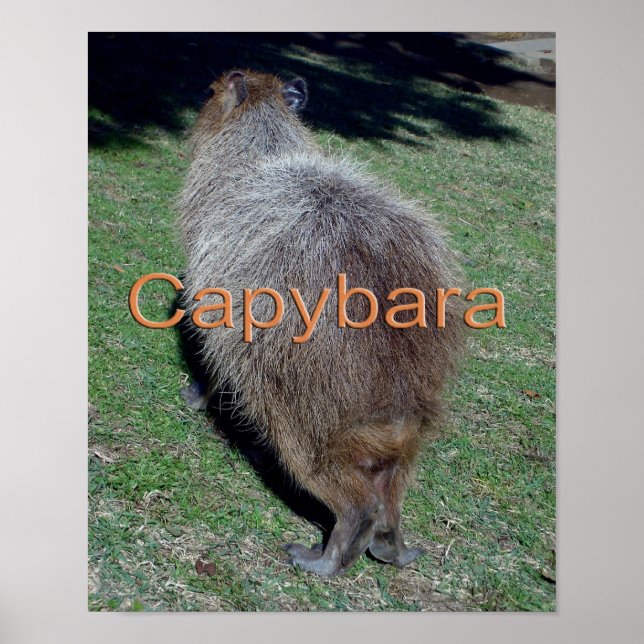 Poster Boutons du Capybara-2 (Devant)