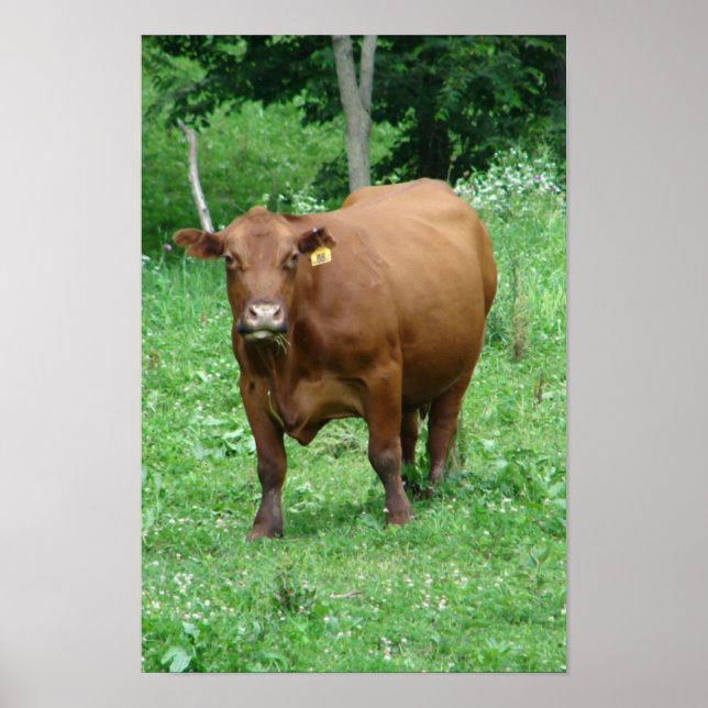 Poster Bovine (Devant)