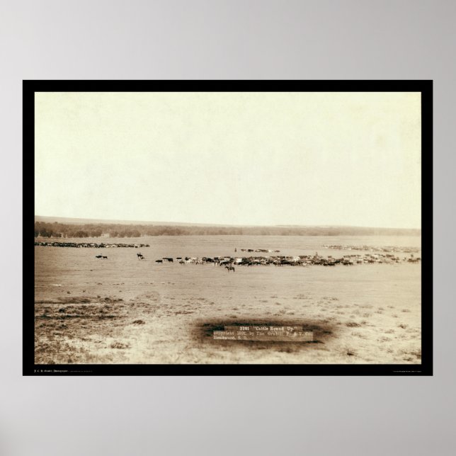 Poster Bovins de cowboy Round Up SD 1891 (Devant)