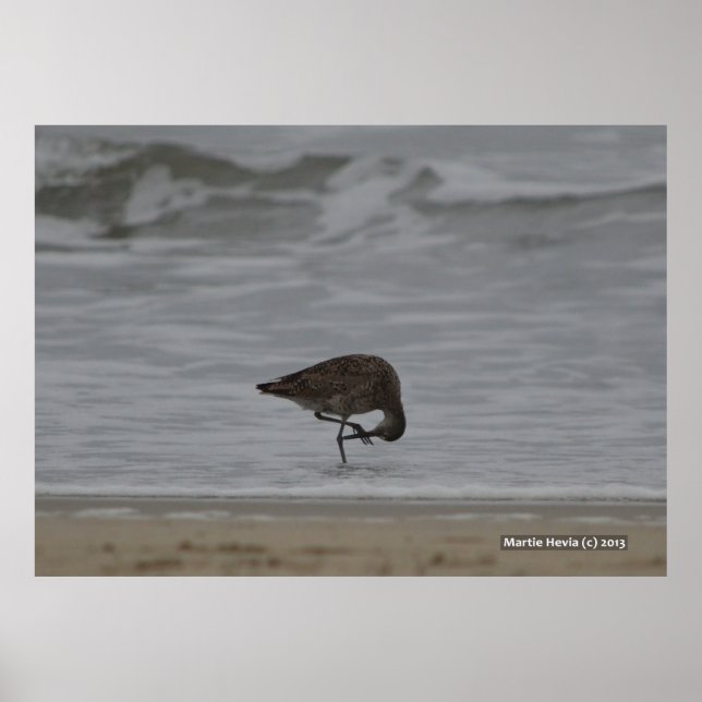 Poster Bows Sandpiper (Devant)