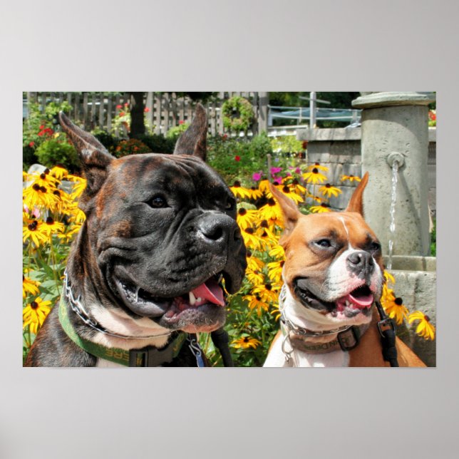 Poster Boxer Baxter Bella 8 (Devant)