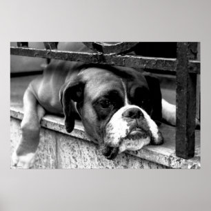 Poster Boxer Chien sur Windowsill wapcy arc1