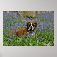 Boxer Laying in Bluebells