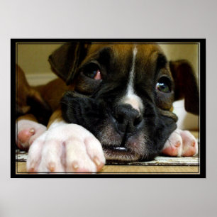 Poster Boxer Puppy canvas print