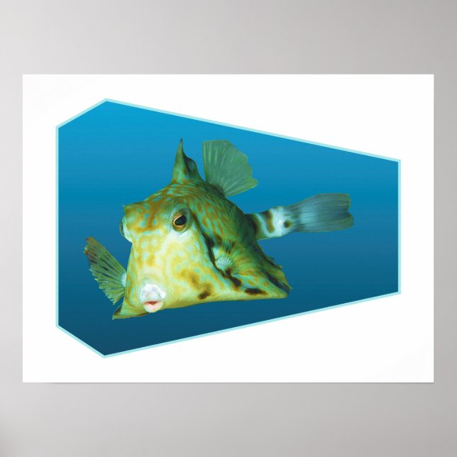 Poster Boxfish - arrière - plan bleu dégradé | (Devant)