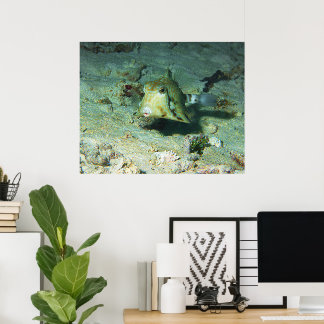 Poster Boxfish - tellement mignon ! Au-dessus d'une zone
