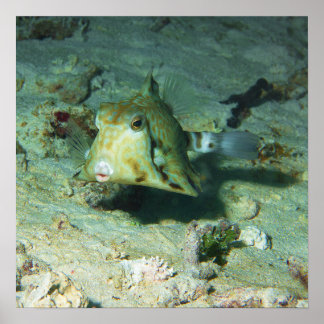 Poster Boxfish - tellement mignon ! Au-dessus d'une zone