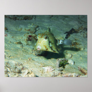Poster Boxfish - tellement mignon ! Au-dessus d'une zone