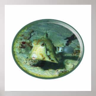 Poster Boxfish - tellement mignon ! Conception photograph