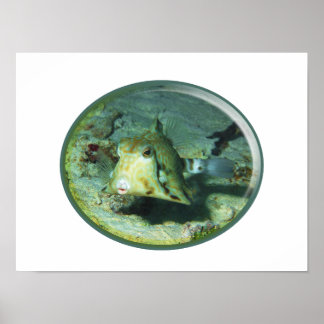 Poster Boxfish - tellement mignon ! Conception photograph