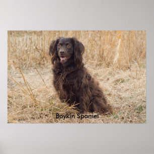 Poster Boykin Spaniel