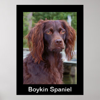 Poster Boykin Spaniel