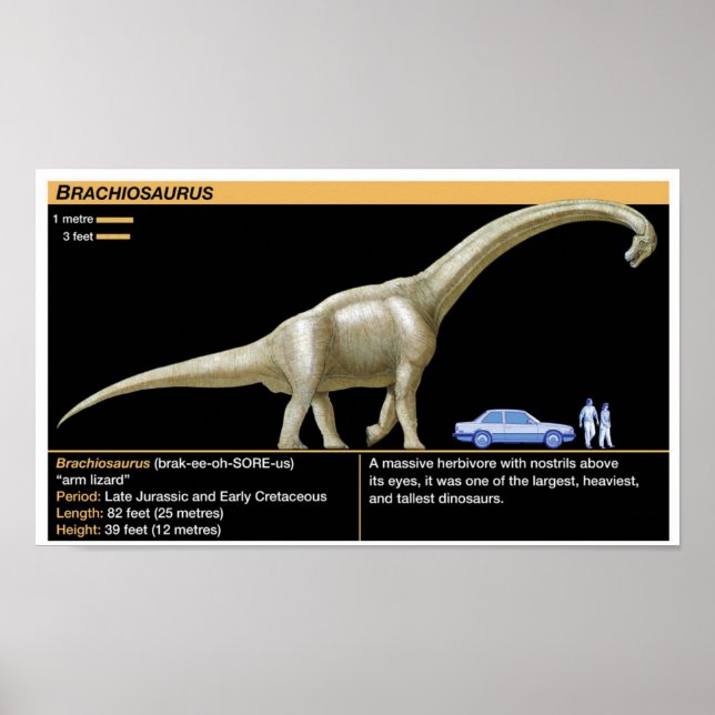 Poster Brachiosaurus - Biology Jurassic (Devant)