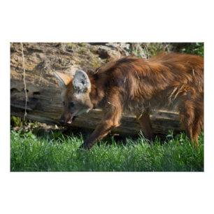 Poster Brachyurus de Chrysocyon