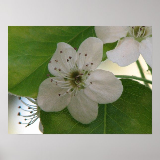 Poster Bradford Pear Bloom (Devant)