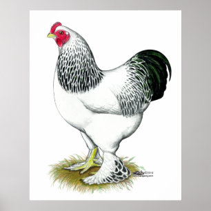 Poster Brahma : Rooster léger