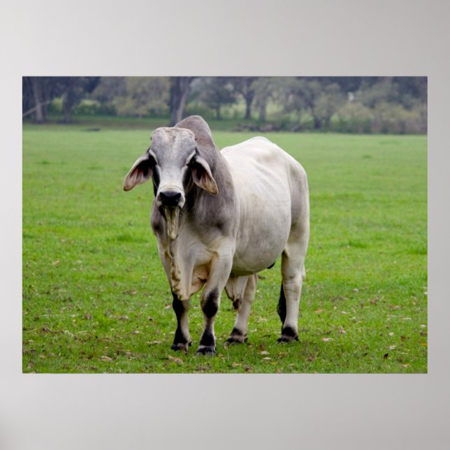 Poster Brahman (alias Brahma) Bull dans Field (Devant)
