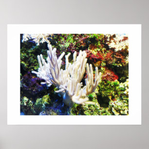 Poster Branche de corail blanc