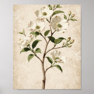 Poster Branche de Cornouiller Blanc Art Botanique