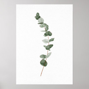 Poster Branche de l'eucalyptus