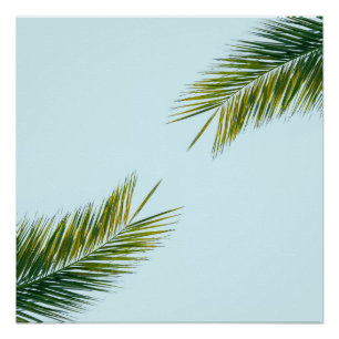 Poster Branche de palmier