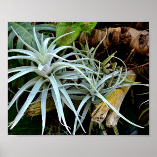 Poster Branche de plantes aériennes