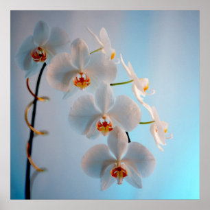 Poster Branche des orchidées