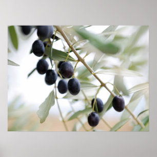 Poster Branche d'olive